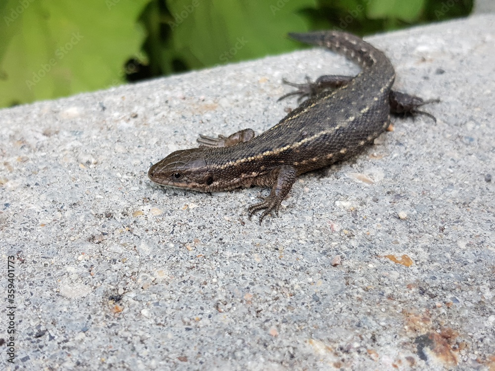lizard on a stone lizard on a stone