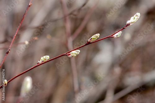 A branch of the irgi (Amelanchier) with growing buds photo