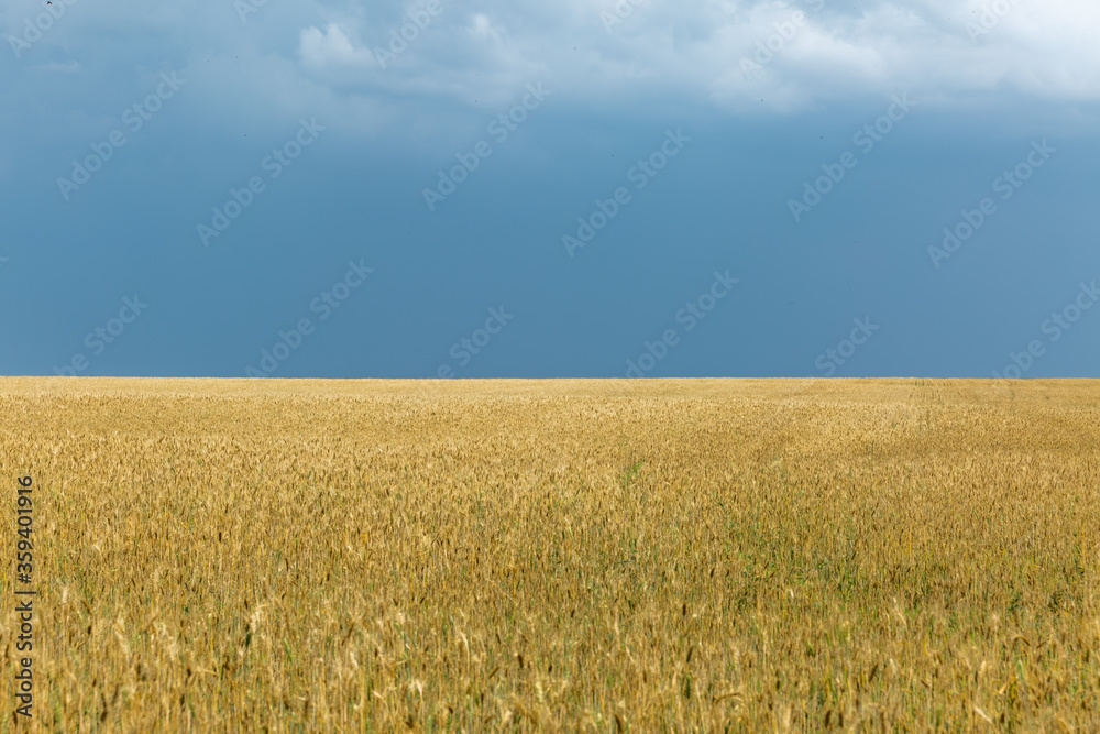 wheat field and blue sky in Ukraine
