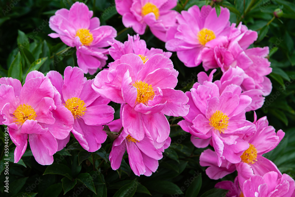Group of vivid expanded pink peony flowers on the day light