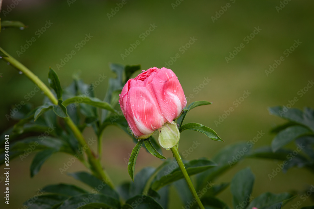 Naklejka premium Salmon peony flower bud in the early morning