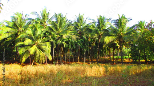 Wallpaper Mural Marvelous Konkan.
Chiplun, Maharashtra Torontodigital.ca