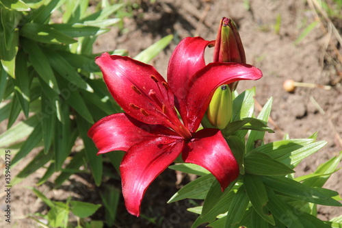 Wallpaper Mural Oriental Lilies in the garden Torontodigital.ca