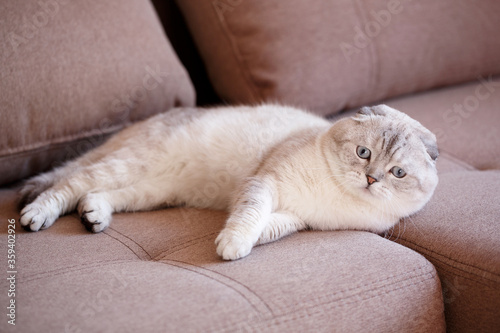 Lazy Scottish cat lying on the sofa in the apartment. The cat lies and his eyes open.