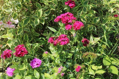 Wallpaper Mural The image of flower red dianthus barbatus Torontodigital.ca