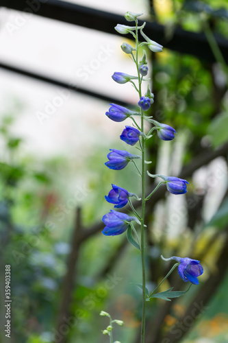 Ostróżka wyniosła, ostróżka ogrodowa, Delphinium elatum L. Pojedyncza łodyga z niebieskimi  photo