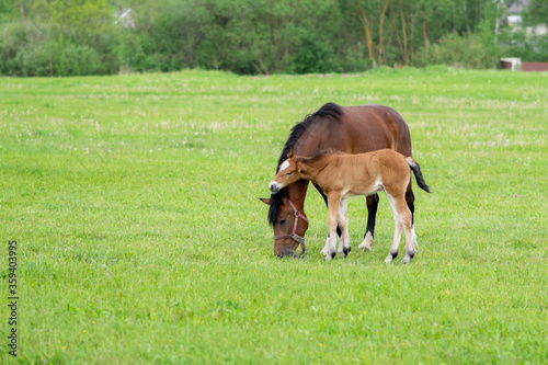 A bay horse with a foal in a field on a grazing.