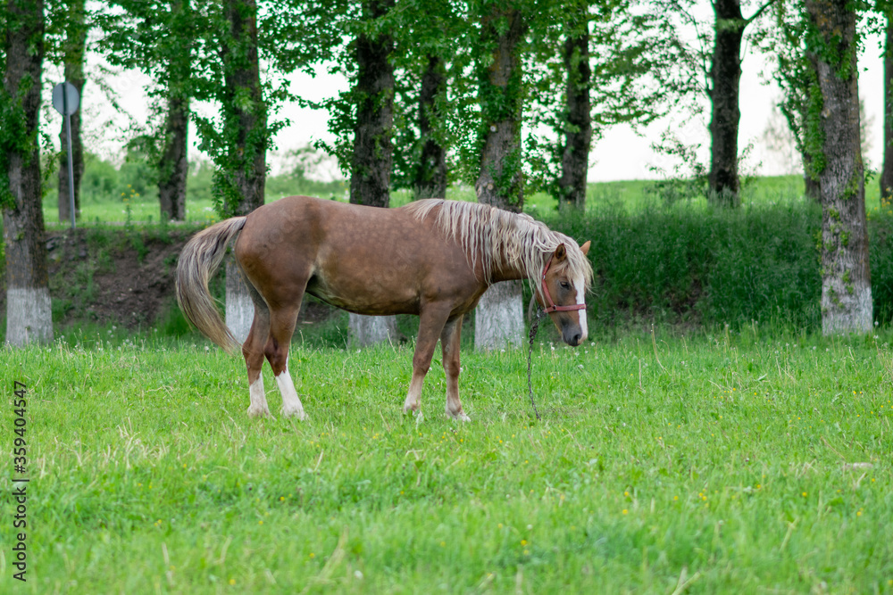 Silvery bay horse in a field on a paddock. Silvery bay horse in a field on a paddock.