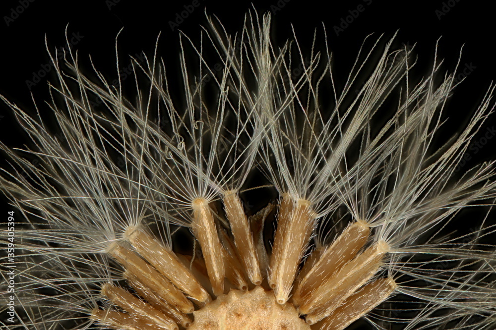 Obraz premium Canadian Fleabane (Conyza canadensis). Achenes Closeup