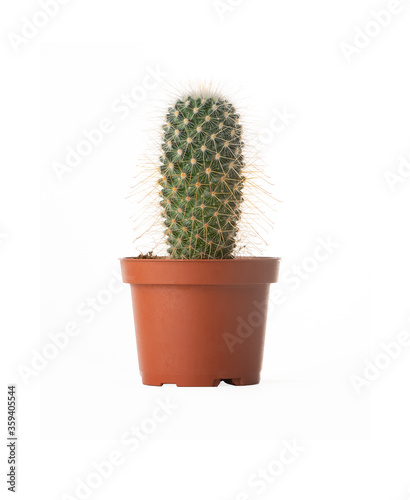 a cactus in a brown pot, white background