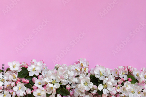 Apple blossoms on pink background. Top view. Closeup. Empty place for greetings, invitation, inspirational text, lovely quote or positive sayings.  © Arta Sermule