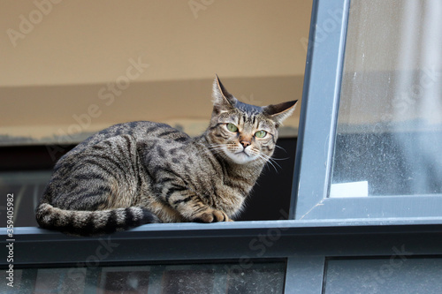 Tabby cat sitting on the balcony window and looking angry. Life of pets at home © Oleg