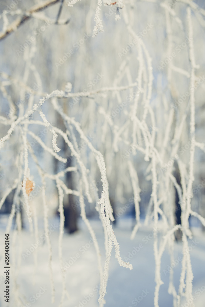 Frozen branch covered with snow on winter morning. Frozen branch covered with snow on winter morning.