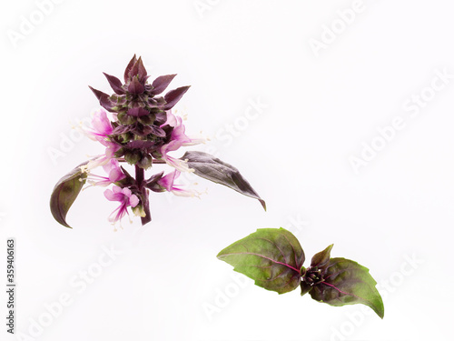 red Basil flowers with fresh young red Basil leaves isolated on a white background