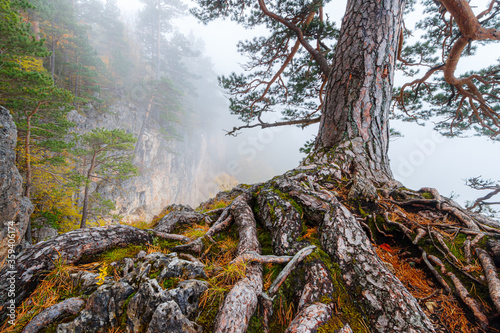 The trunk with the root system of an old pine tree growing in misty mountain forest