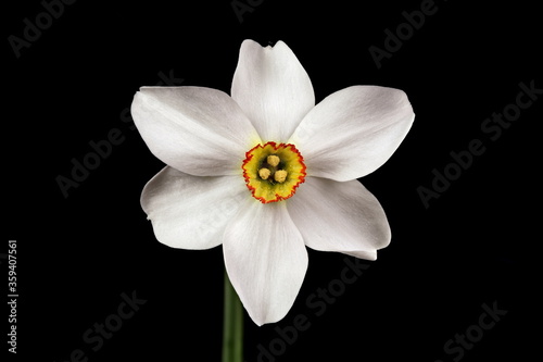 Pheasant s-Eye Daffodil  Narcissus poeticus . Flower Closeup