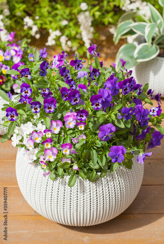 beautiful pansy summer flowers in flowerpots in garden beautiful pansy summer flowers in flowerpots in garden