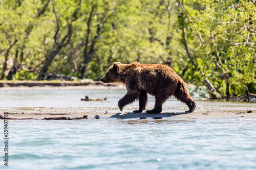 Brown bear (Ursus arctos beringianus) fishing in the Kurile lake, Kamchatka, Russia © Victoria