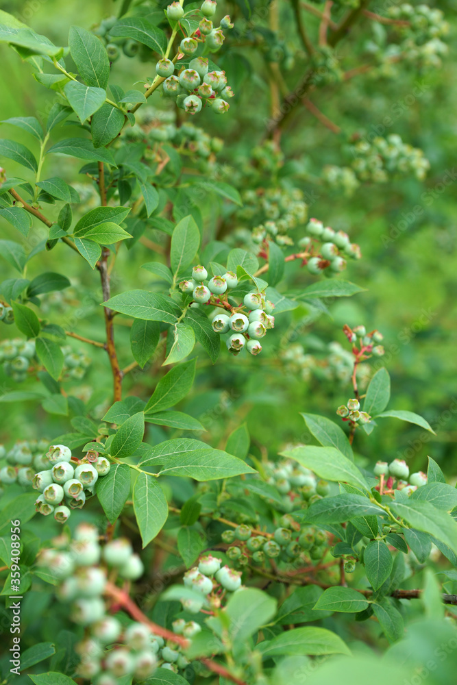 Unripe blueberries on a bush in the garden Unripe blueberries on a bush in the garden