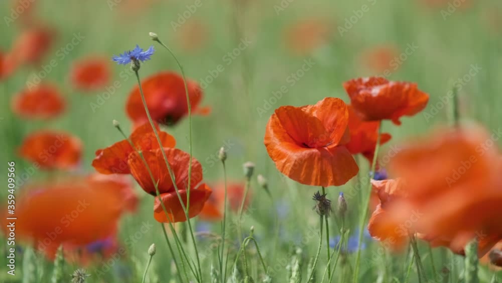 Blooming red poppies in a summer meadow swing Blooming red poppies in a summer meadow swing