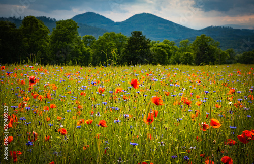 Blooming Cornflowers and Poppies flowers with the Sokoliki (Rudawy Janowickie) mountains at the background photo