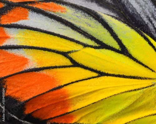 Close up of Painted Jezebel Butterfly's wings in great texture