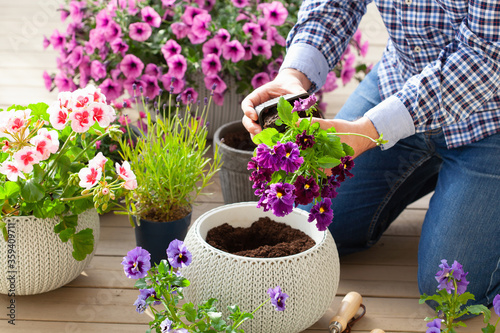 Fototapeta man gardener planting pansy, lavender flowers in flowerpot in garden on terrace