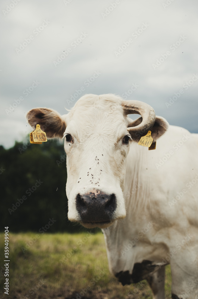 Einhörnige Kuh auf der Weide