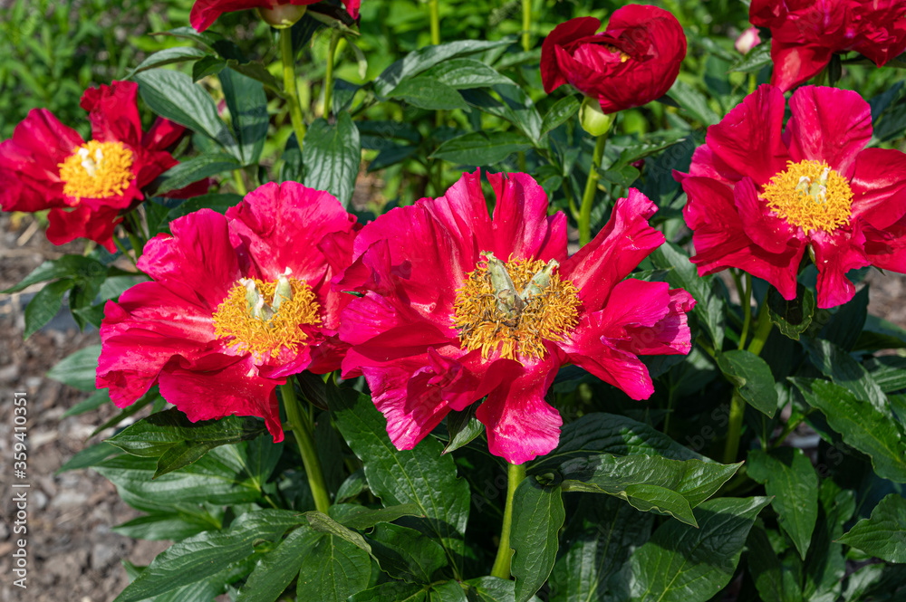 red peony red peony