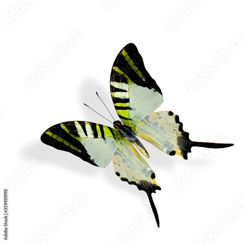 Fivebar Swordtail, Beautiful Flying butterfly photo