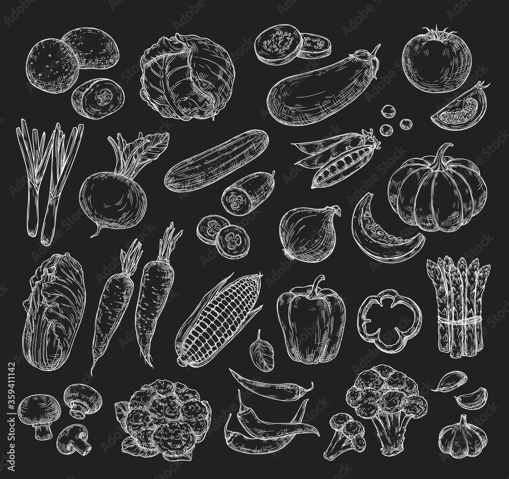 Fototapeta Vector sketch vegetables. Tomato, cucumber, cabbage, beetroot, pumpkin, eggplant.