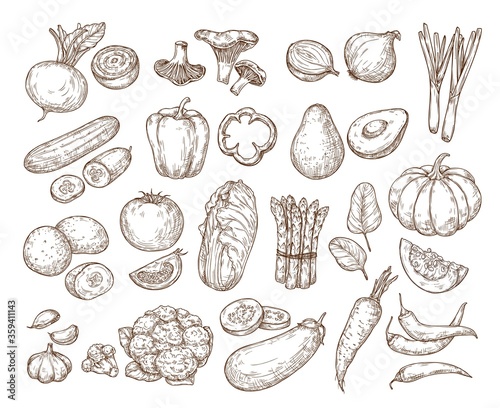 Hand drawing vegetables. Vector isolated set.