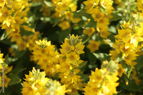 A variety of beautiful colors