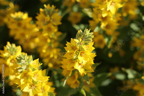 A variety of beautiful colors