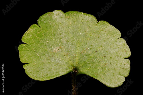 Alternate-Leaved Golden-Saxifrage (Chrysosplenium alternifolium). Leaf Closeup photo