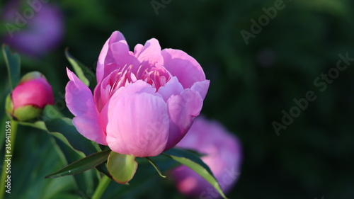 A variety of beautiful colors