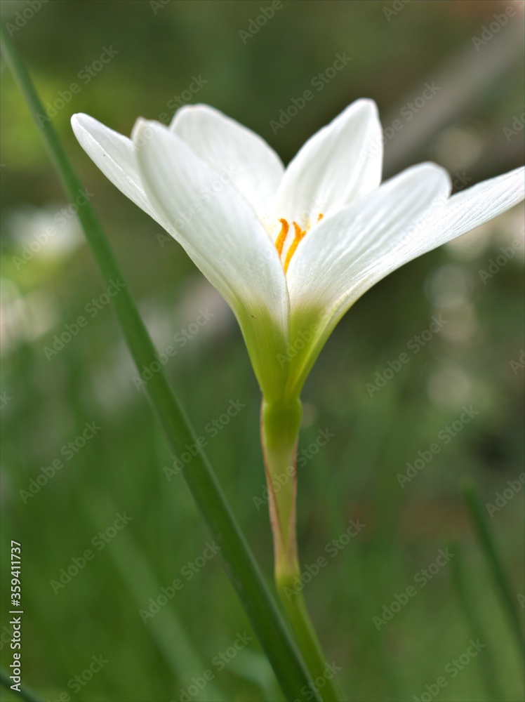 Fototapeta premium Closeup white petals and yellow pollen of crocus flower plants ,macro image and soft focus for card design , blurred for background