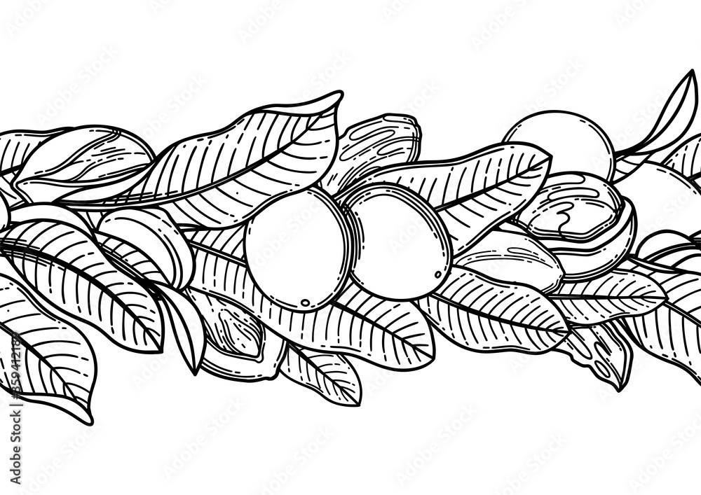 Graphic shea nuts and leaves. Vector repeated border Graphic shea nuts and leaves. Vector repeated border