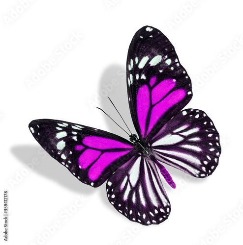 Flying Sweet Pink and White Butterfly isolated on white background