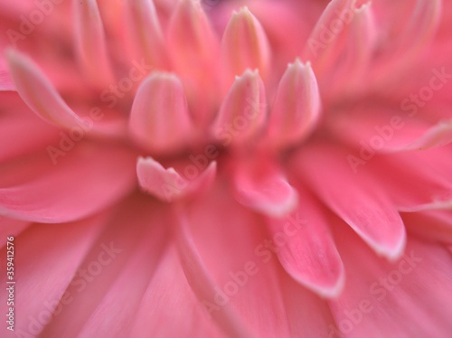Closeup pink petals of common daisy  transvaal  flower with bright blurred background  macro image and soft focus  sweet color for card design