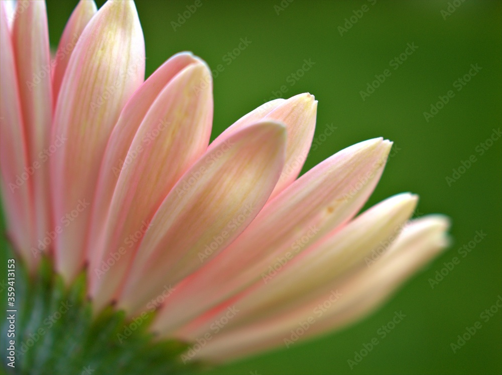 Closeup pink petals of common daisy (transvaal) flower with green pastel blurred background ,macro image, sweet colorfro card design