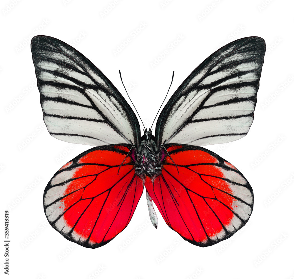 Fototapeta premium Great Red butterfly isolated on white background