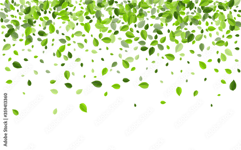 Mint Foliage Transparent Vector Brochure. Herbal 