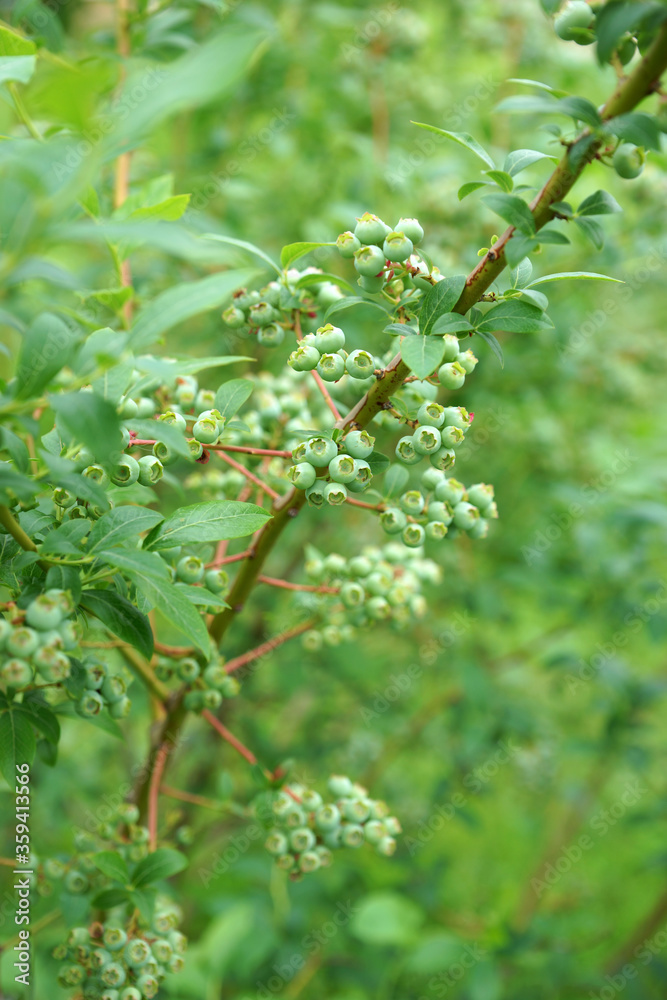 Unripe blueberries on a bush in the garden Unripe blueberries on a bush in the garden
