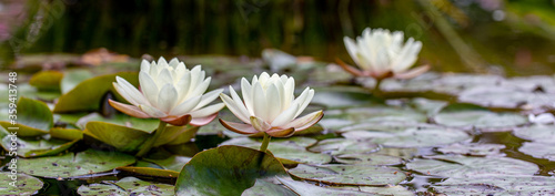 white water lily in pond. Blossom time of lotus flower