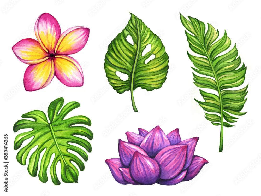 Fototapeta premium Collection of watercolor illustrations of tropical plants and flowers. Monstera plant leaves, palm tree leaf, purple water lilly and Plumeria flower. Isolated on white.