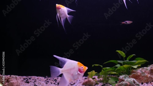 Diversity of tropical fishes in exotic decorative aquarium. Assortment in chatuchak fish market pet shops. Close up of colorful pets displayed on stall. Variety for sale on counter, trading on bazaar photo