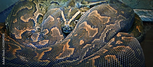 Hieroglyphic python, or rock python (lat. Python sebae)