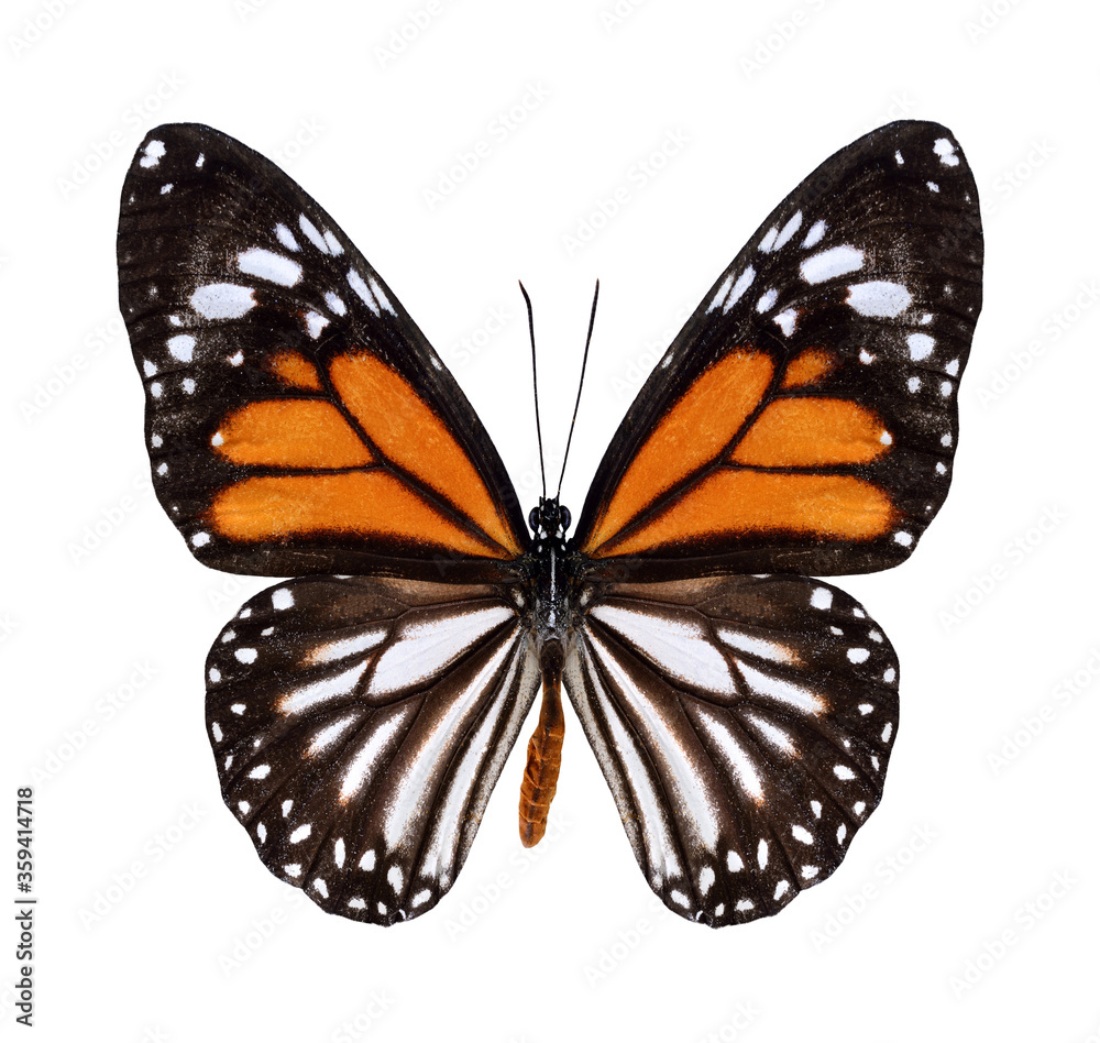 Obraz premium Nice White Tiger Butterfly in natural color profile isolated on white background