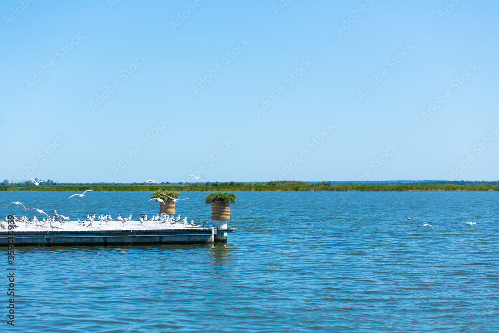 Fototapeta premium Pier on the river bank. A large flock of seagulls. Summer day.